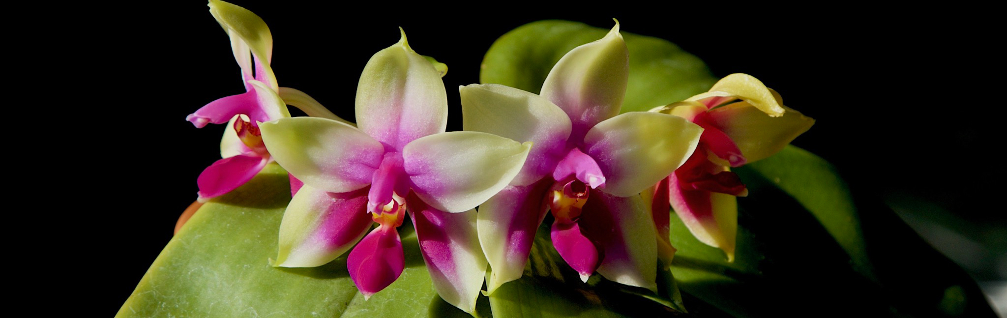 Beautiful orchids